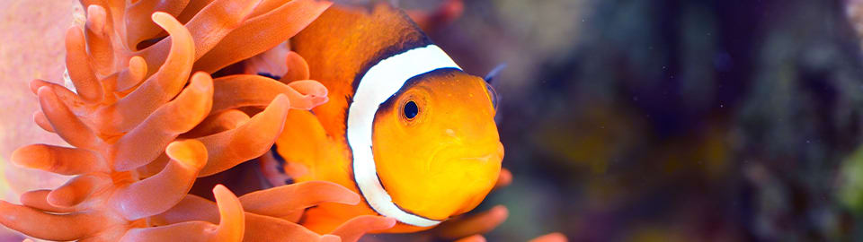 Clownfish hiding with Anemone
