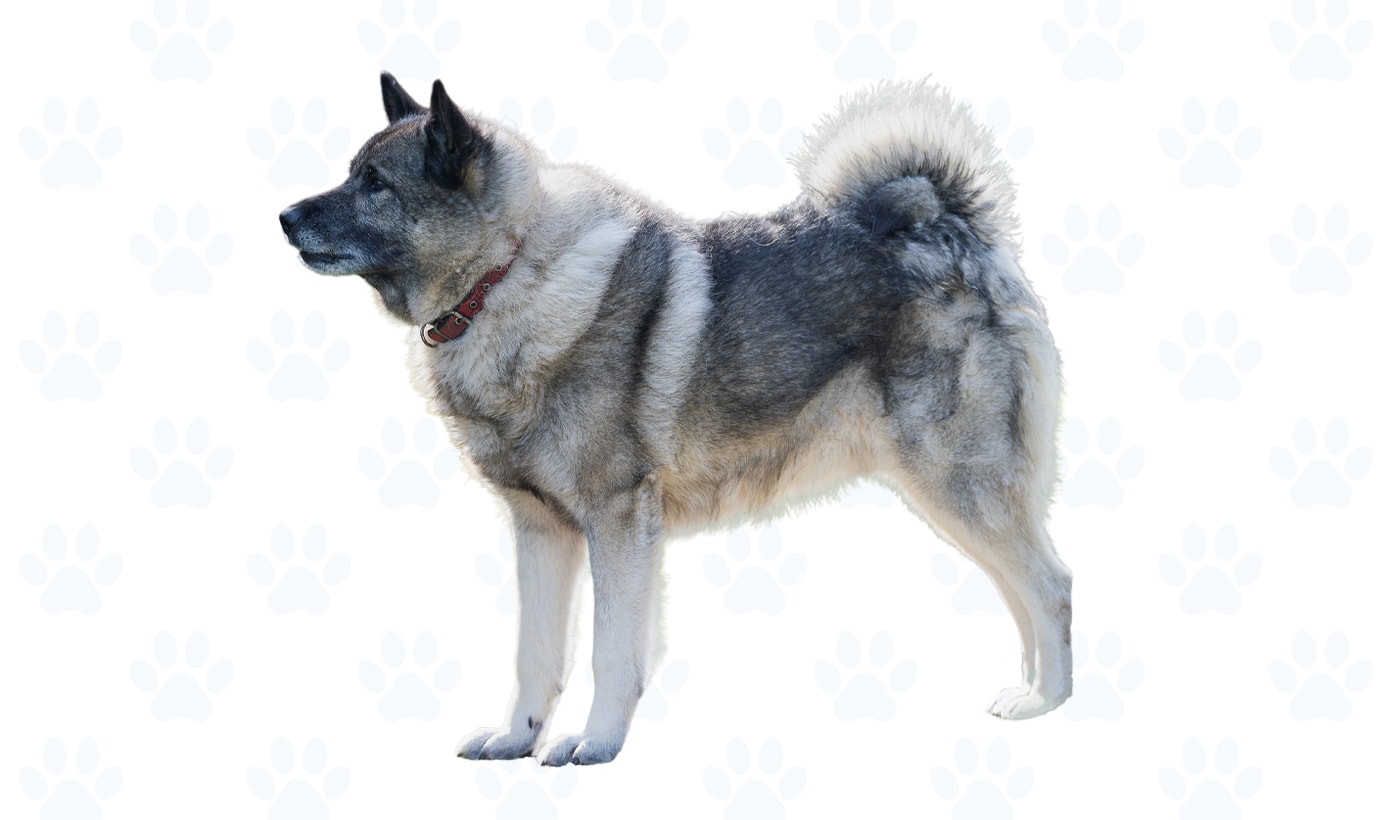Silver-gray coat example