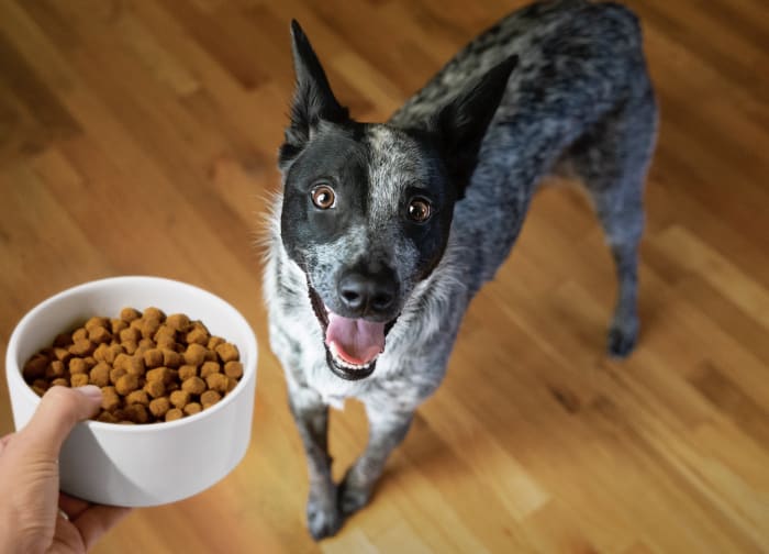 Discover Nutritious Dog Cat Food Petco