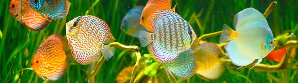 Top 10 Best Freshwater Fish For Your Aquarium - Petland Texas