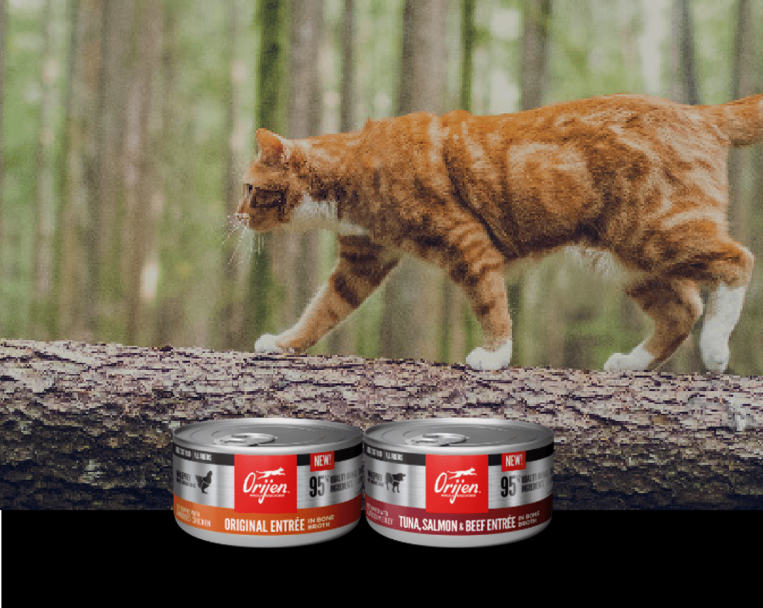Image of a cat walking across a tree. Pack shots of Orijen wet cat food.