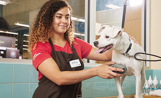 petco dog grooming