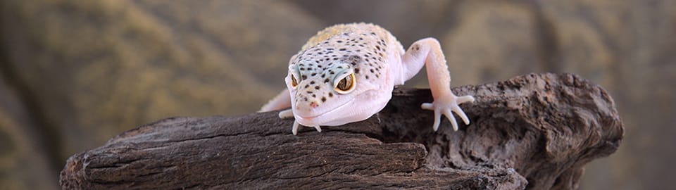 leopard gecko basking