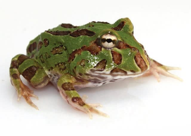pacman frog petco