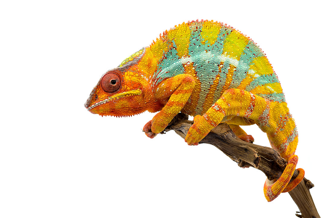 Cool Climate Chameleon Care Sheet: Food, Habitat & Health