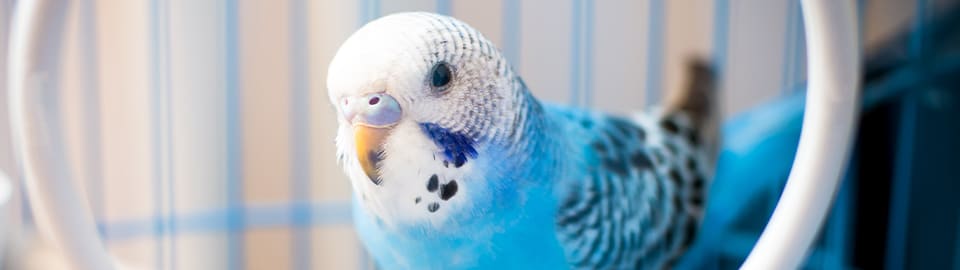 Parakeets for store sale at petco