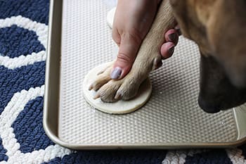 dog paw pressing into dough image