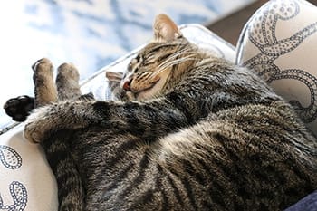 cat sleepign on couch image