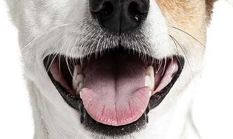 petco teeth brushing