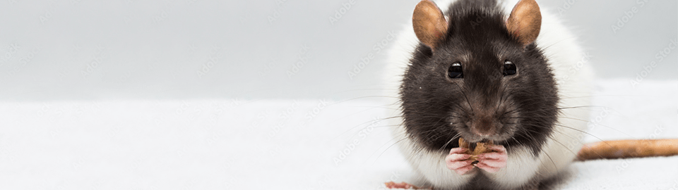 What Can Pet Rats Eat?