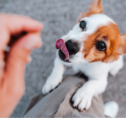 A dog on their hind legs with their tongue out. The dog’s owner has a multivitamin in their hand.