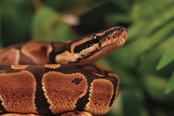 types of lizards at petco