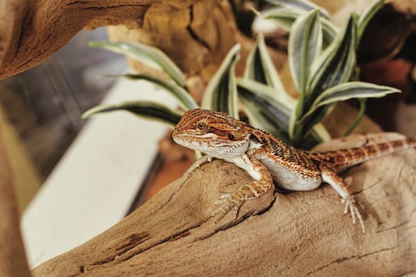 frilled lizard for sale petco