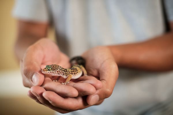 leopard gecko price petco