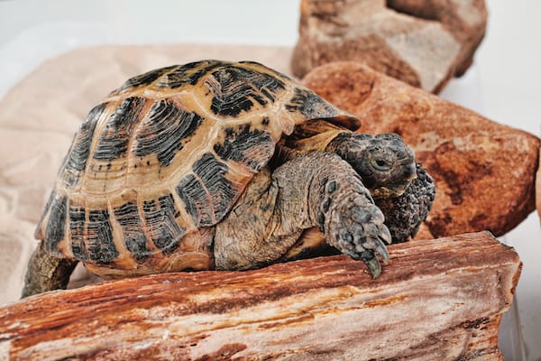 petco tortoise food