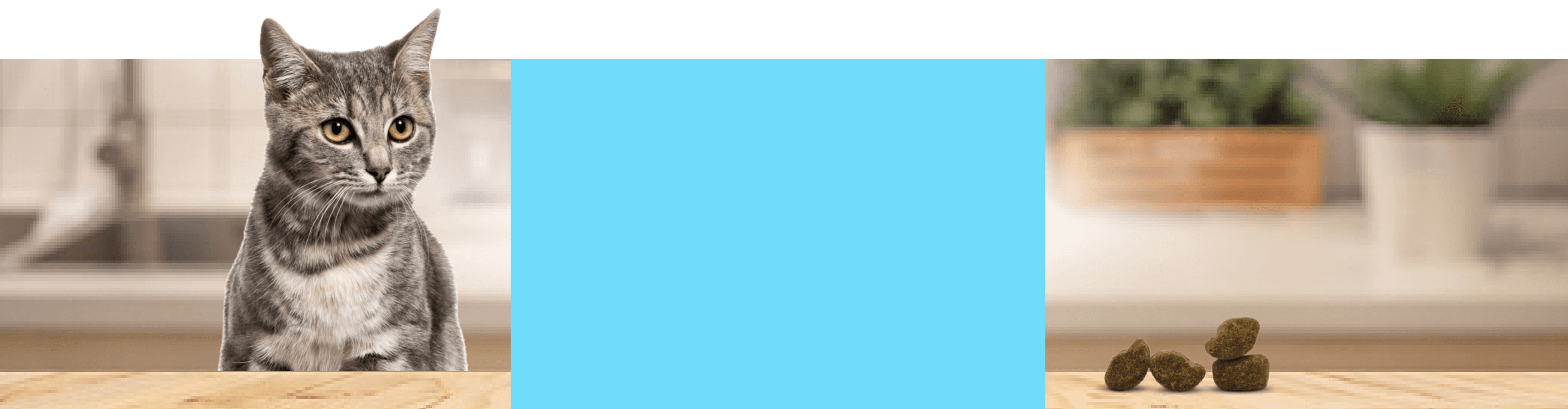 A close-up shot of a cat.