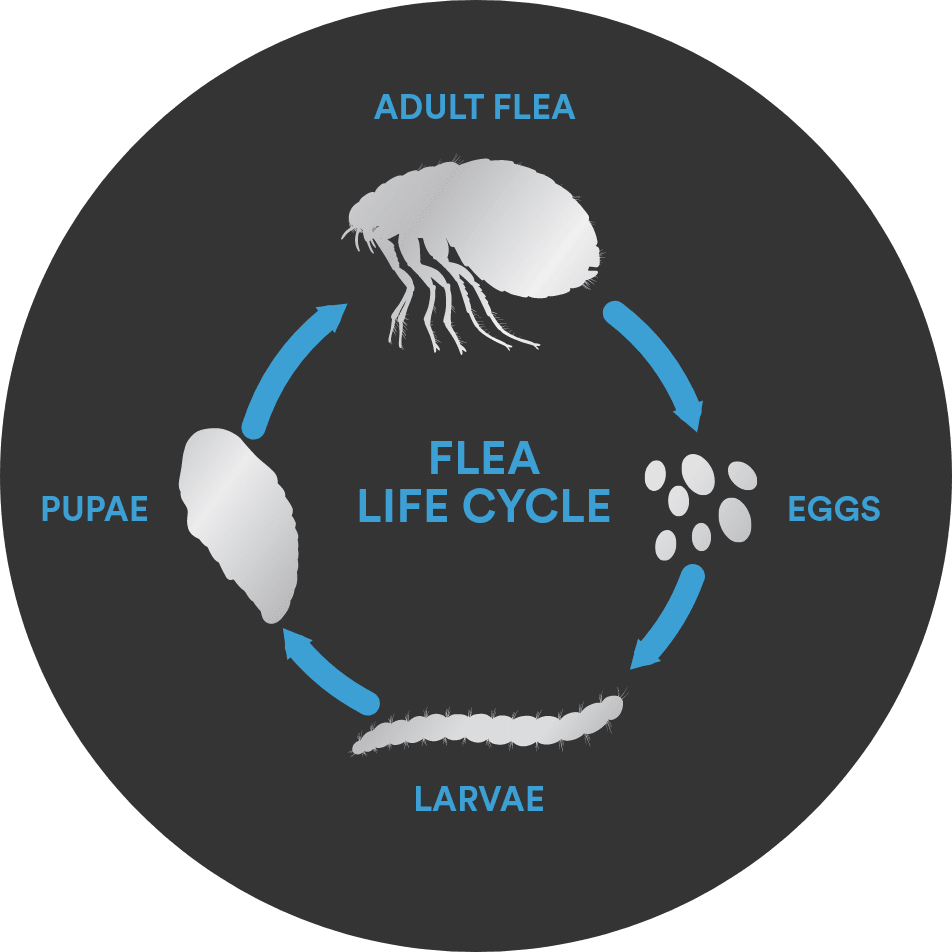 Flea life cycle chart