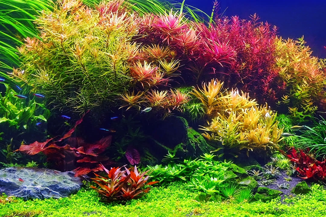 planted aquarium 