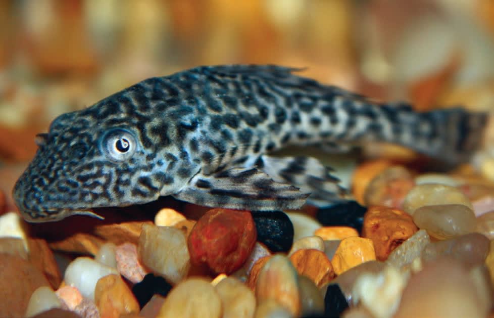 Plecostomus / Pleco Fish Care | Facts, Food & More | Petco