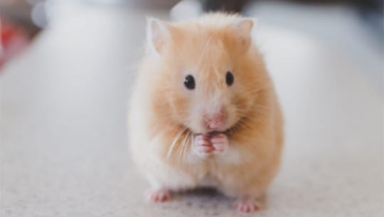 petco hamster