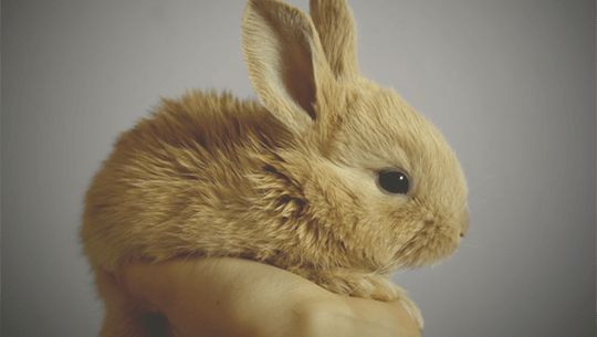 What To Know About Your New Rabbit Petco