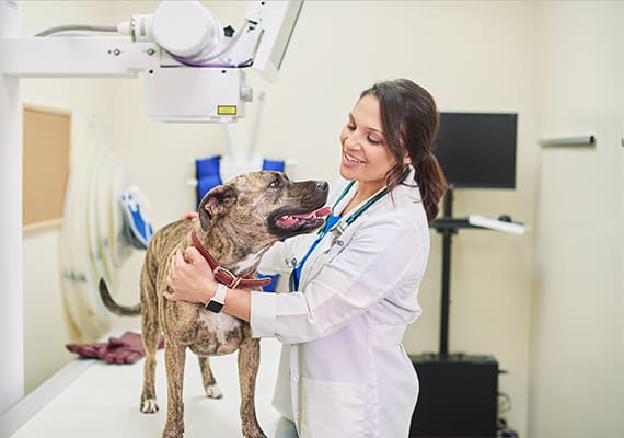 dog and vet