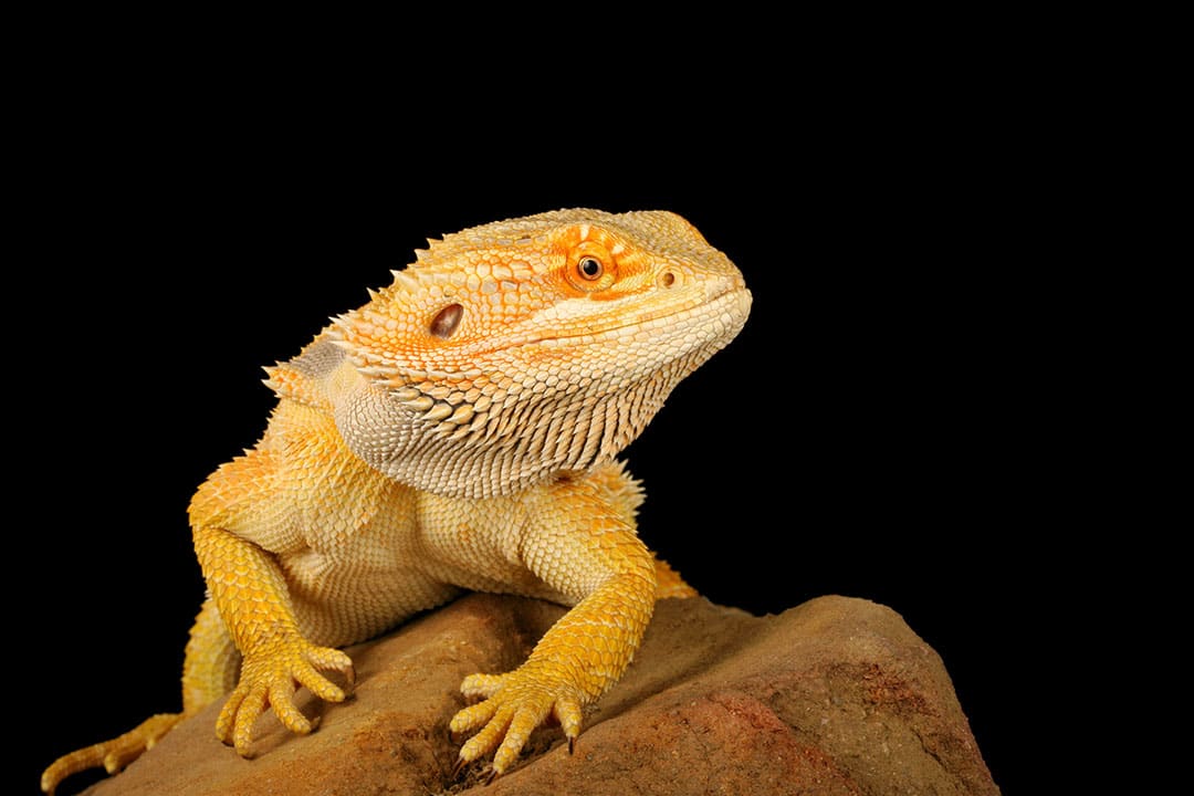 Preventing Transmission of Diseases in Reptiles