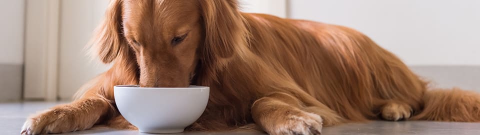 dog eating from bowl