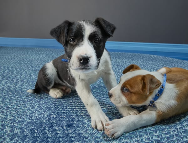 Puppy playtime petco cheap near me