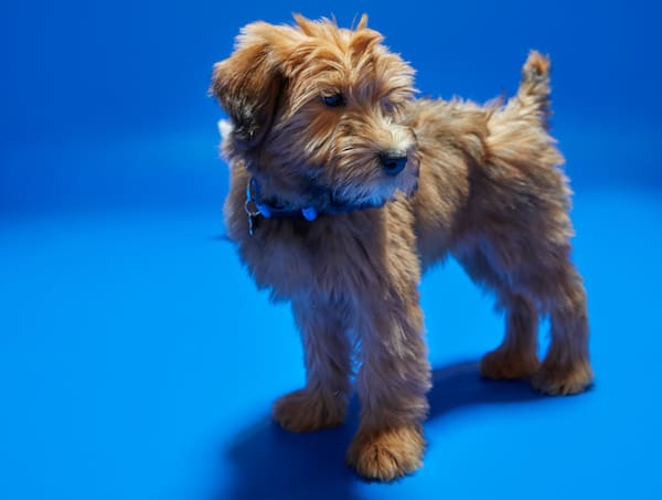 Puppy on blue background