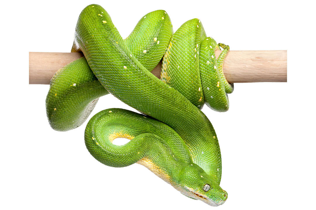 Ball Python (Python regius)