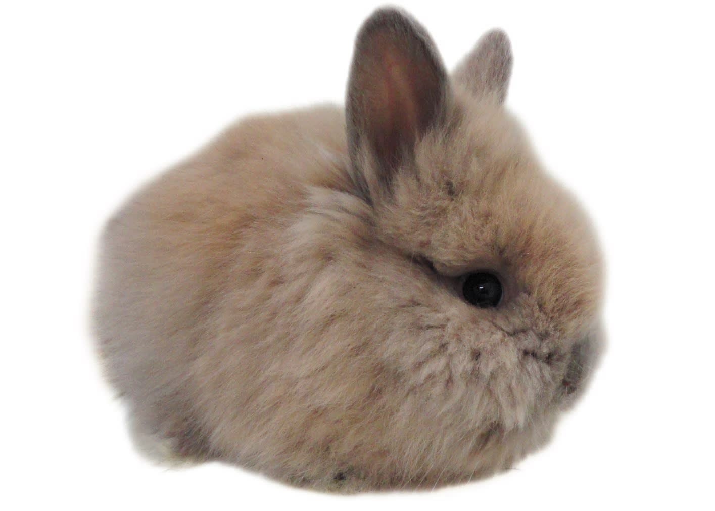 clinic for rabbits near me