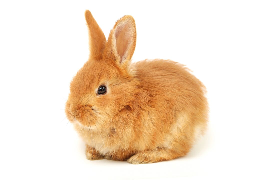 Safari Ltd Eastern Cottontail Rabbit Baby Toy Figure