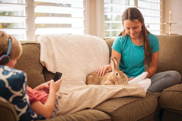 rabbit with kids