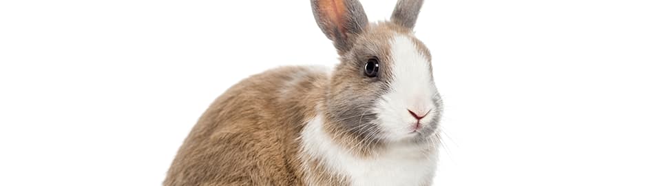 How to Trim a Rabbit's Nails