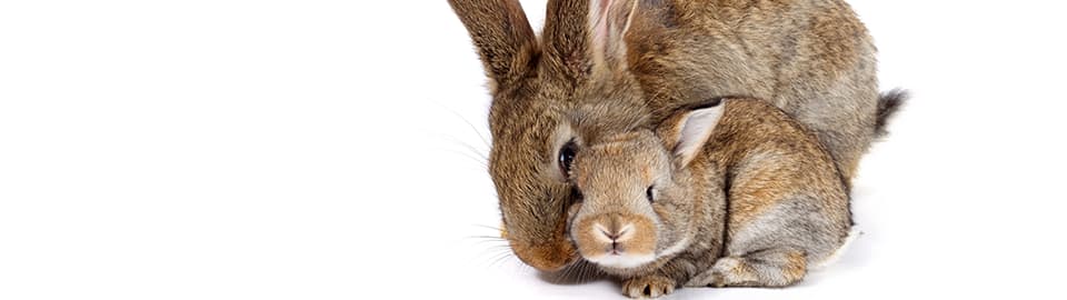 rabbit with its baby