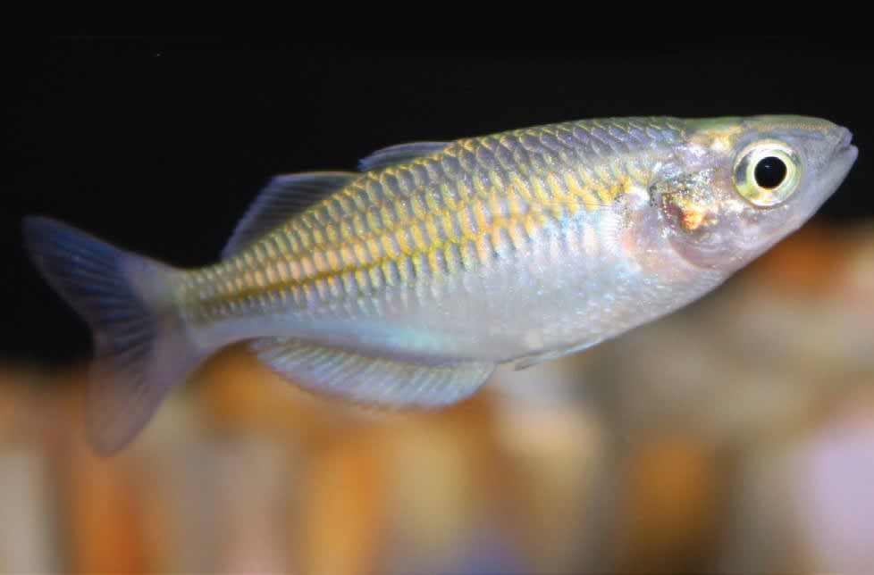 freshwater rainbow fish for sale