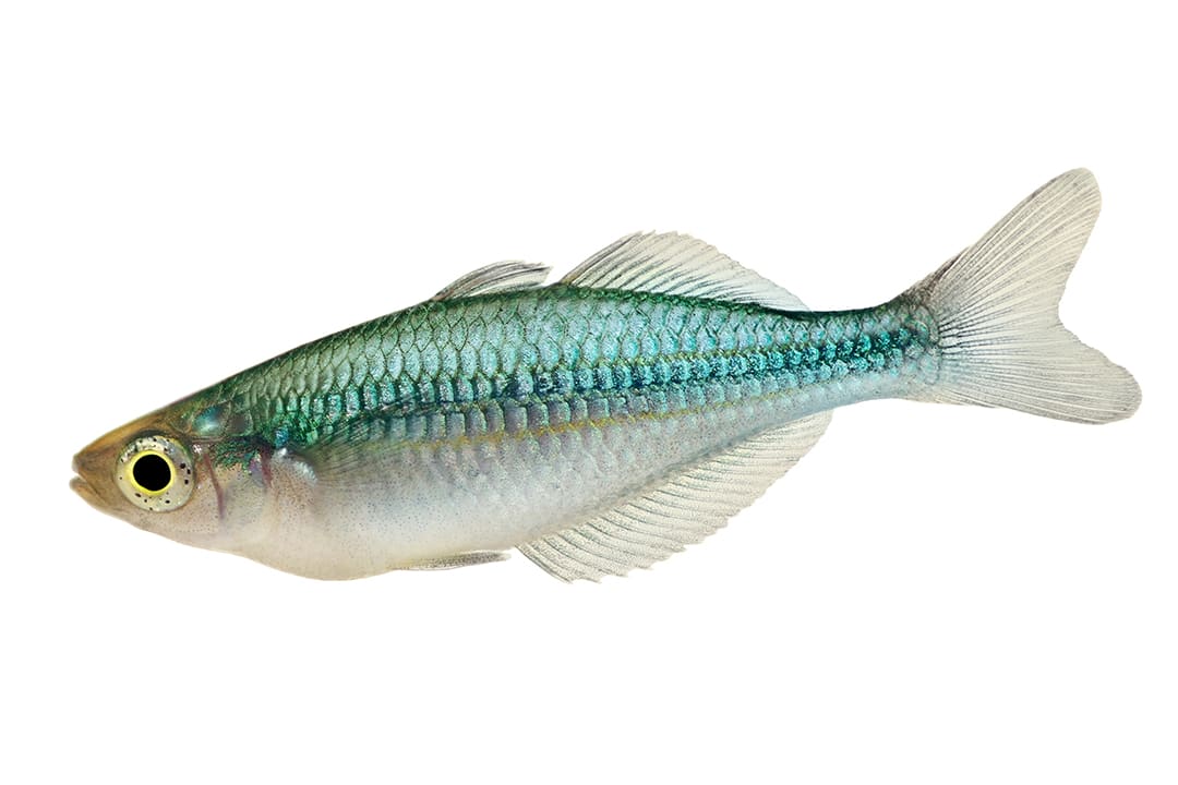 American Flagfish (Jordanella floridae)