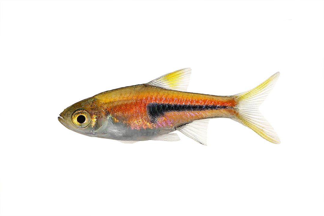 Dwarf best sale rasbora care