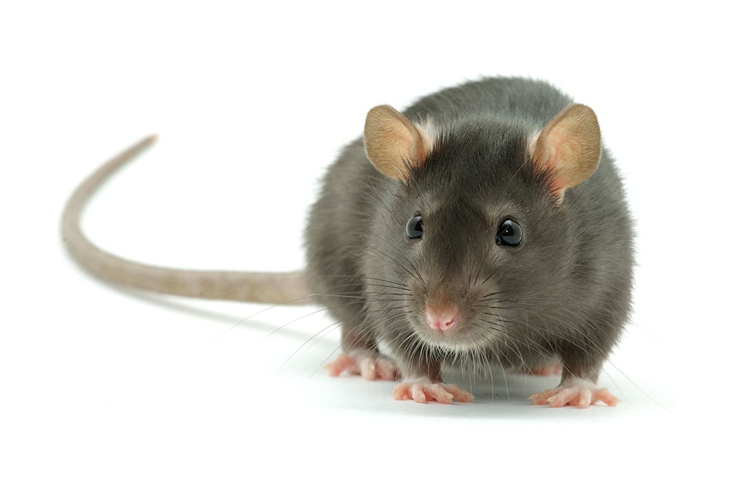 Rat Lifespan: How Long Do Rats Live? - A-Z Animals