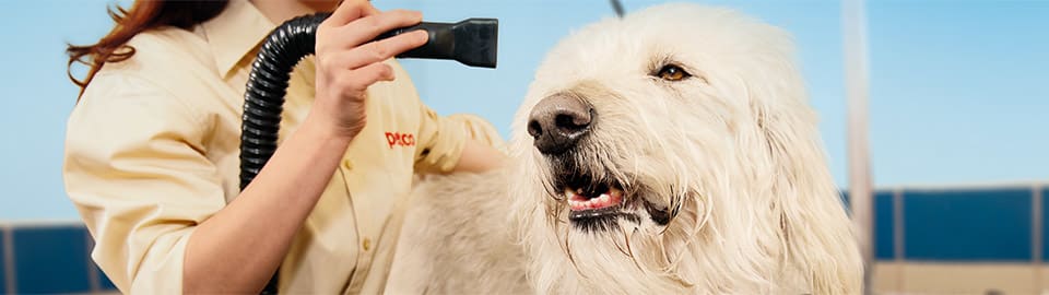 petco dog grooming