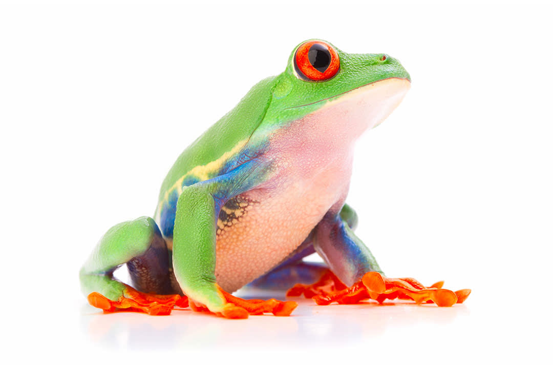 Would this be considered leap frog?  Red eyed tree frog, Baby frog, Cute  frogs