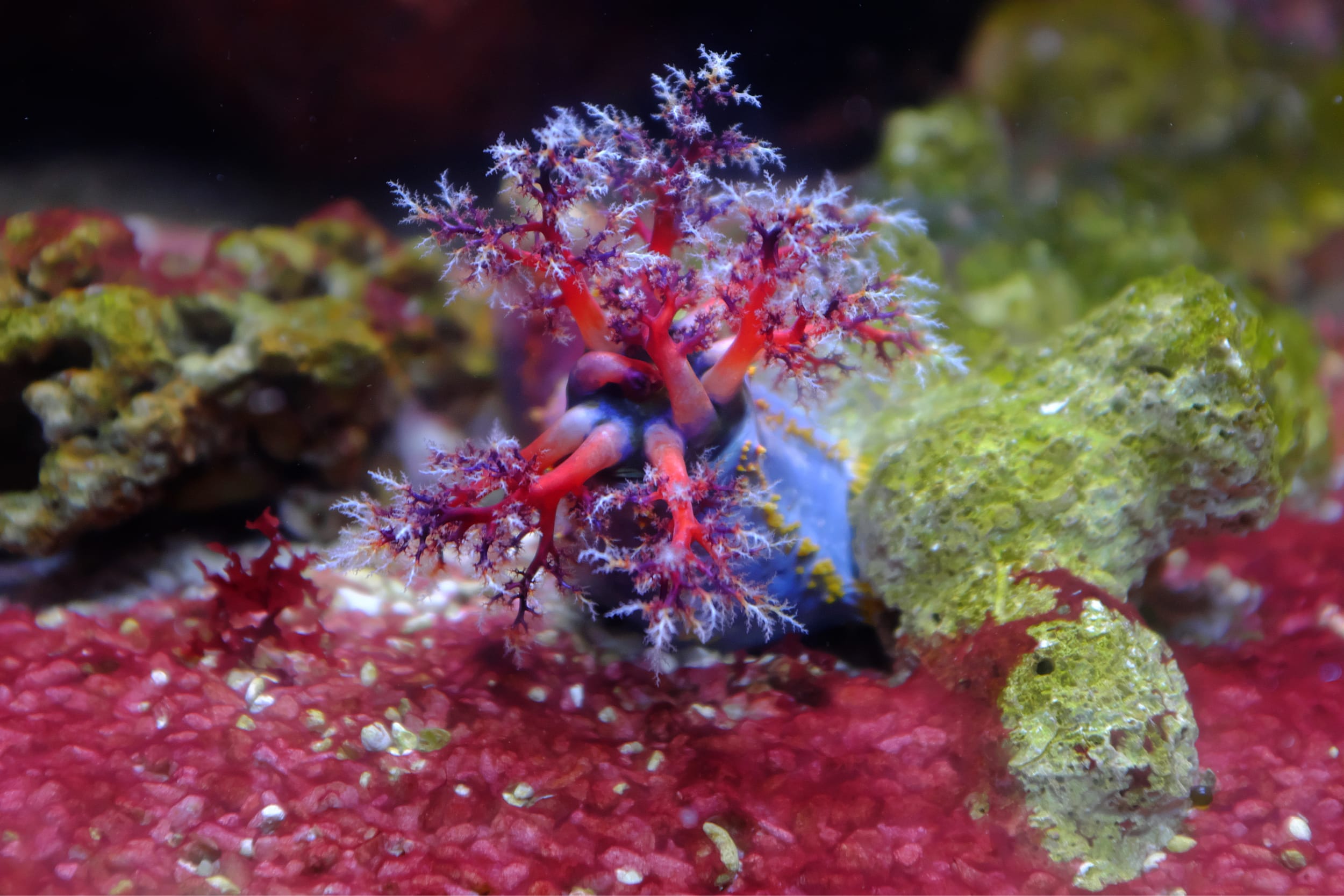 red slime algae