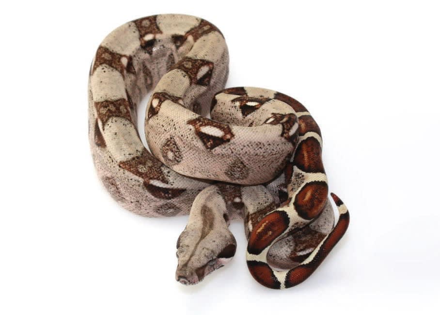 Red Tailed Boa Care Sheet Petco