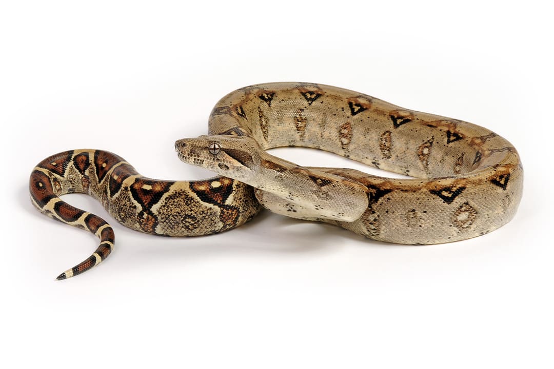 Red Tail Boa (common boa) Animal Facts  Boa constrictor constrictor - A-Z  Animals