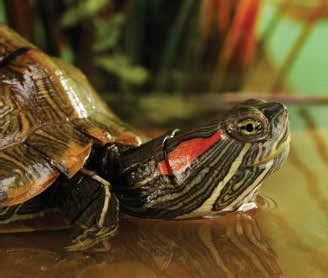 small red eared slider turtle