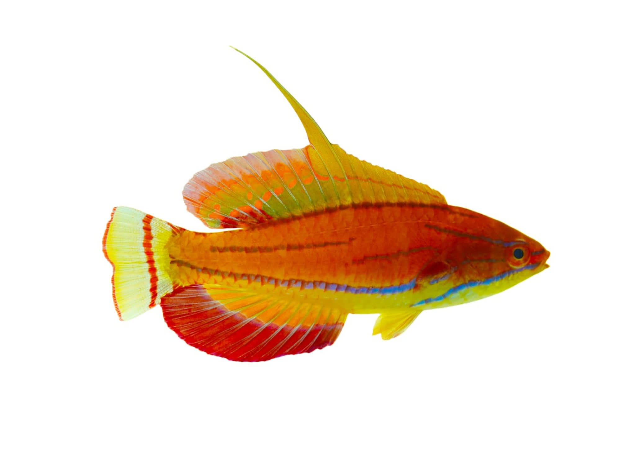 Reef Safe Wrasse Care Sheet Food Tank Size Compatibility Petco