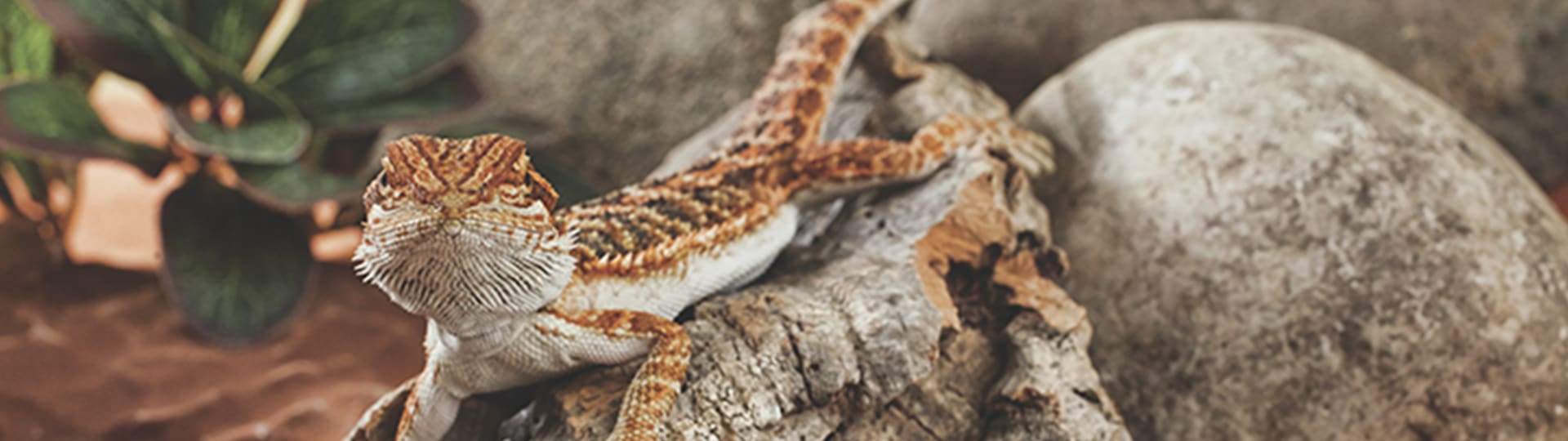 lizard on a rock