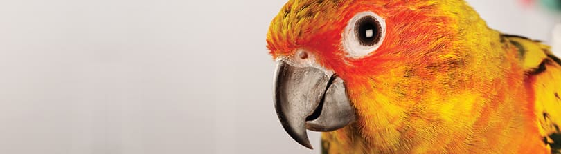 Basic First-Aid for Your Pet Bird | Petco