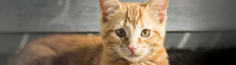 New Kitten Checklist Everything You Need When Bringing A Kitten Home Petco